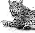 Avatar von jaguar1
